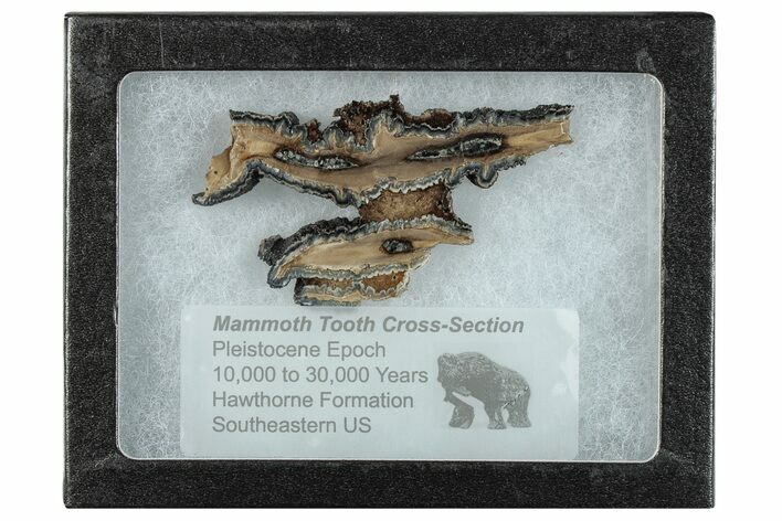 Mammoth Molar Slice With Case - South Carolina #291243